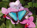 papillon3