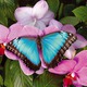 papillon3
